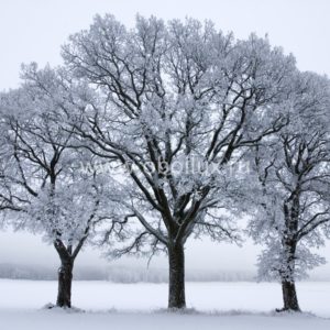 Панно Mr Perswall, коллекция Photo art, артикул P020502-9