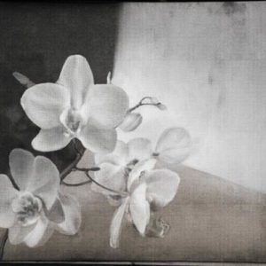 Итальянские обои Wall & Deco, коллекция Contemporary Wallpaper Collection, артикул WDLY2002