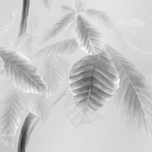 VR.0046-S1, Каштан