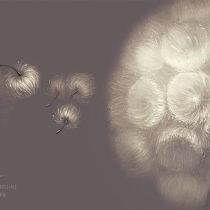 VR.0051-S1, Одуванчики