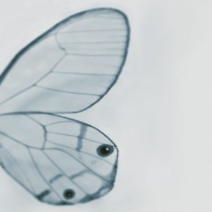 Панно Wall & Deco, коллекция 2013, артикул WDTW1302