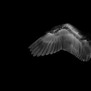 Панно Wall & Deco, коллекция 2011, артикул WDWA1102