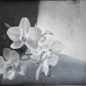 Итальянские обои Wall & Deco, коллекция Contemporary Wallpaper Collection, артикул WDLY2001