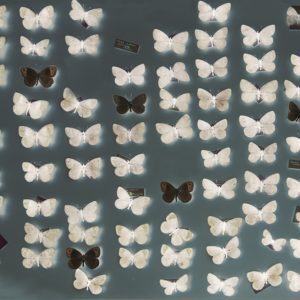 Панно Wall & Deco, коллекция Collection 2018, артикул WDXR1802