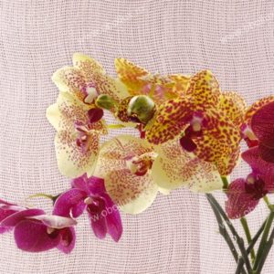 Итальянские обои Epoca, коллекция Raffaello, артикул KTE04024